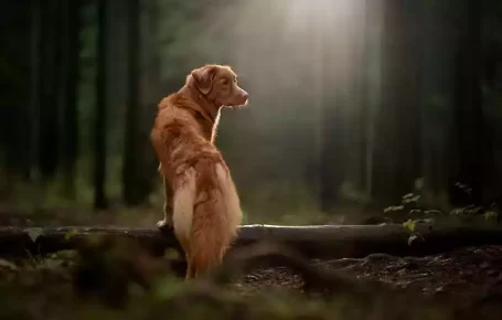 Promener son chien en forêt