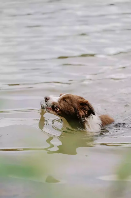 Algues toxiques pour les chiens