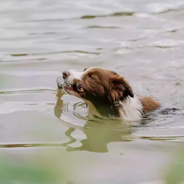 eau toxique chien