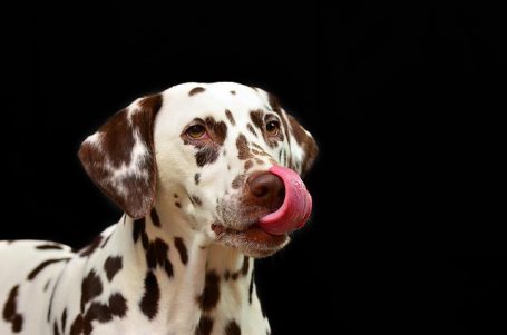 Les signaux d’apaisement chez le chien : apprendre à les lire signaux d’apaisement chien