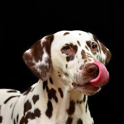 signaux apaisement chien